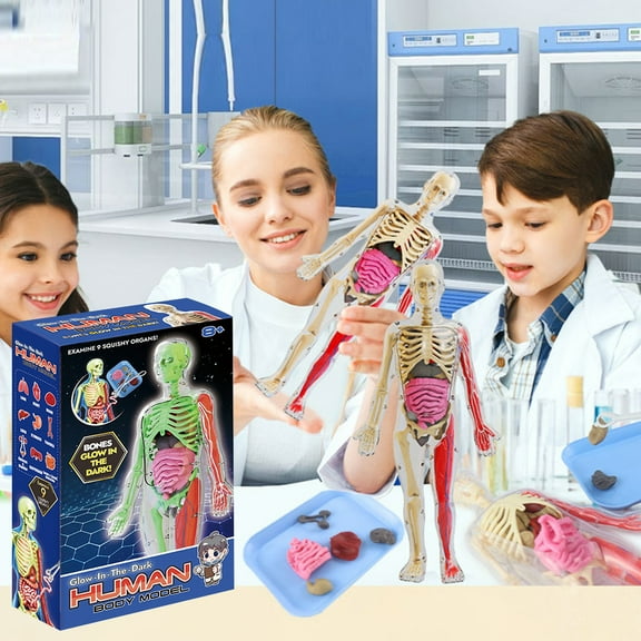 Yesbay 1 Set Human Body Model with Tray Tweezers ,Removable Human Torso Anatomy Teaching Aid School Students Organs Bones Learning Educational Toy