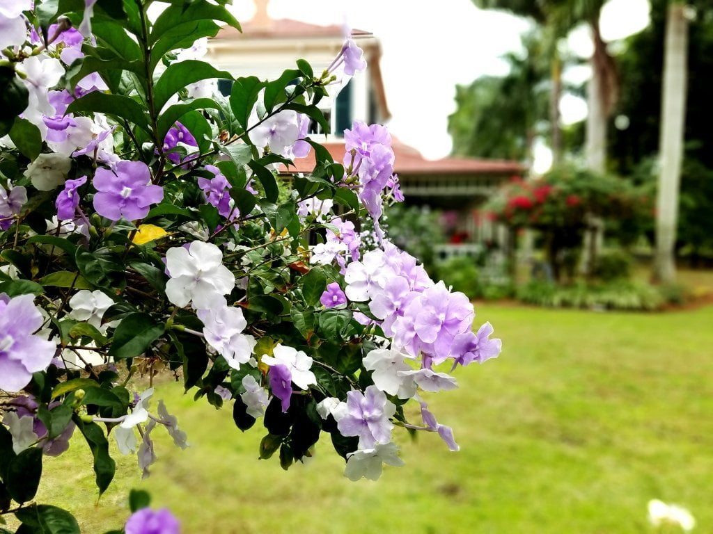 Yesterday, Today and Tomorrow  10 Live Plants  Brunfelsia Pauciflora Floribunda  Beautiful Blooming Violet & White Flowers Evergreen Screening Shrub