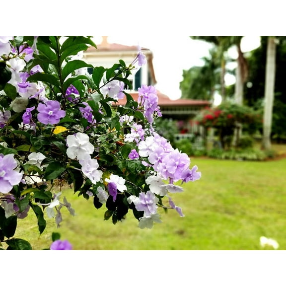 Yesterday, Today and Tomorrow  10 Live Plants  Brunfelsia Pauciflora Floribunda  Beautiful Blooming Violet & White Flowers Evergreen Screening Shrub