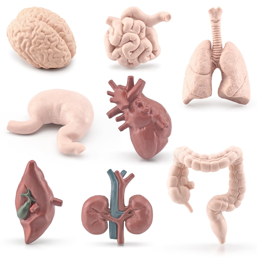Yesurprise 8pcs Simulation Human Body Organ Model Brain Heart Lung Liver Stomach Kidney Science Educational Toys Teaching Aids