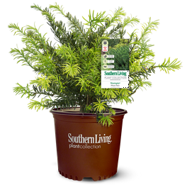 Pringles Dwarf Podocarpus Yew (2.5 Quart) Evergreen Shrub