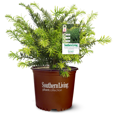 Southern Living Yewtopia Plum Yew Live Shrub in 2.5-Quart Grower Pot