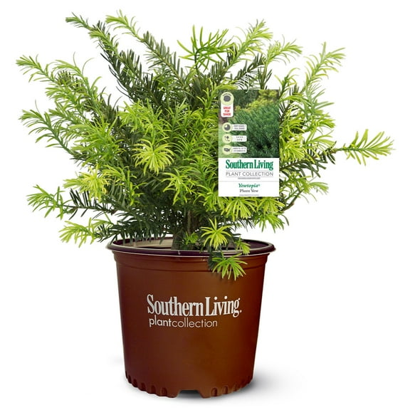 Southern Living Yewtopia Plum Yew Live Shrub in 2-Gallon Grower Pot