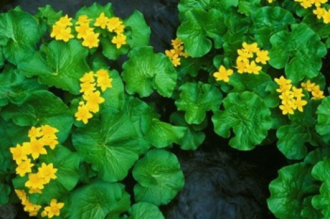 Yezo Ryu-Kinka (Marsh Marigold) Daisetsuzan NP Hokkaido Japan Canvas Art - Rob Tilley DanitaDelimont (36 x 24)