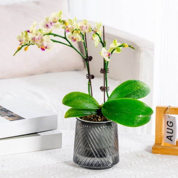 YiJuHui Self-Watering Flower Pots, Transparent Automatic Watering Planter with Water Level Display, Self-Irrigating Container for Indoor Hydroponic Plants, Home Office Desktop Decoration