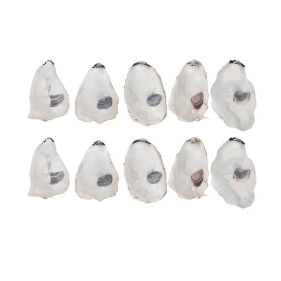 Yihuala 10Pcs Concave Oysters Shells for Crafts Natural Oysters Shells Bulk for Home Vase Filler Diys Arts and Crafts Seashells