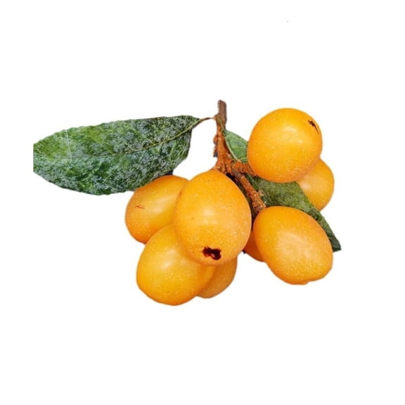 Yihuala Artificial Loquat Fruit Fake Loquat Simulation Loquat Artificial Loquat Decorations Fake Fruit Model Photography Props