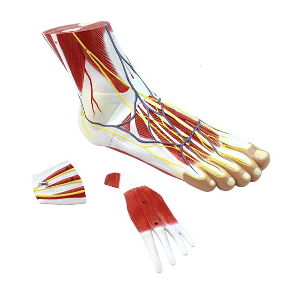 Yihuala Foot Model Presenting Accurate Muscle Arrangement Sturdy PVC Foot Muscle Model Figure for Teaching and Education