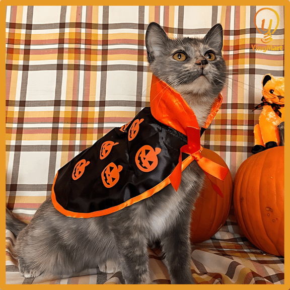 Halloween Witch Cloak Pumpkin Cape Costume for Cats Dogs YingMart Cosplay Pet Outfit (Blackcape+hatsuit, 11"×11.4")