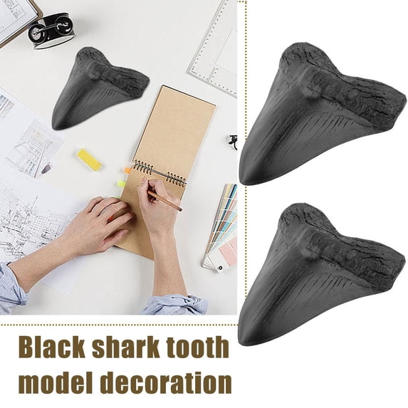 Yiokii Genuine Natural Fossilized Megalodon Shark Tooth Real Prehistoric Fossil