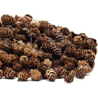 A-Waroom 4 Pcs Pinecones for Decorating Bulk Large 3 to 5 inch Tall Natural  Pine Cones for Christmas Hanging Ornaments Bowl Vase Fillers 
