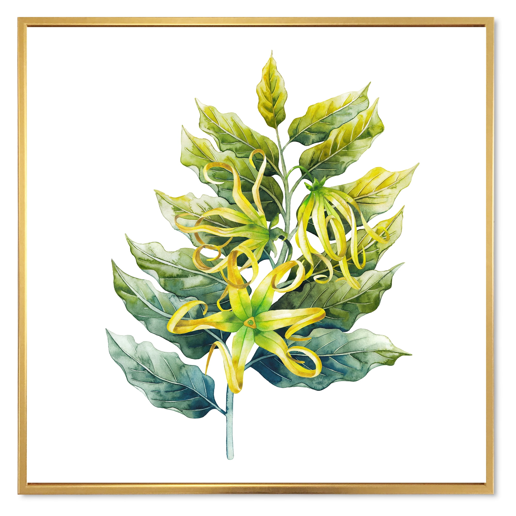 Ylang Ylang Flower On White 16 in x 16 in Framed Painting Canvas Art Print, by Designart