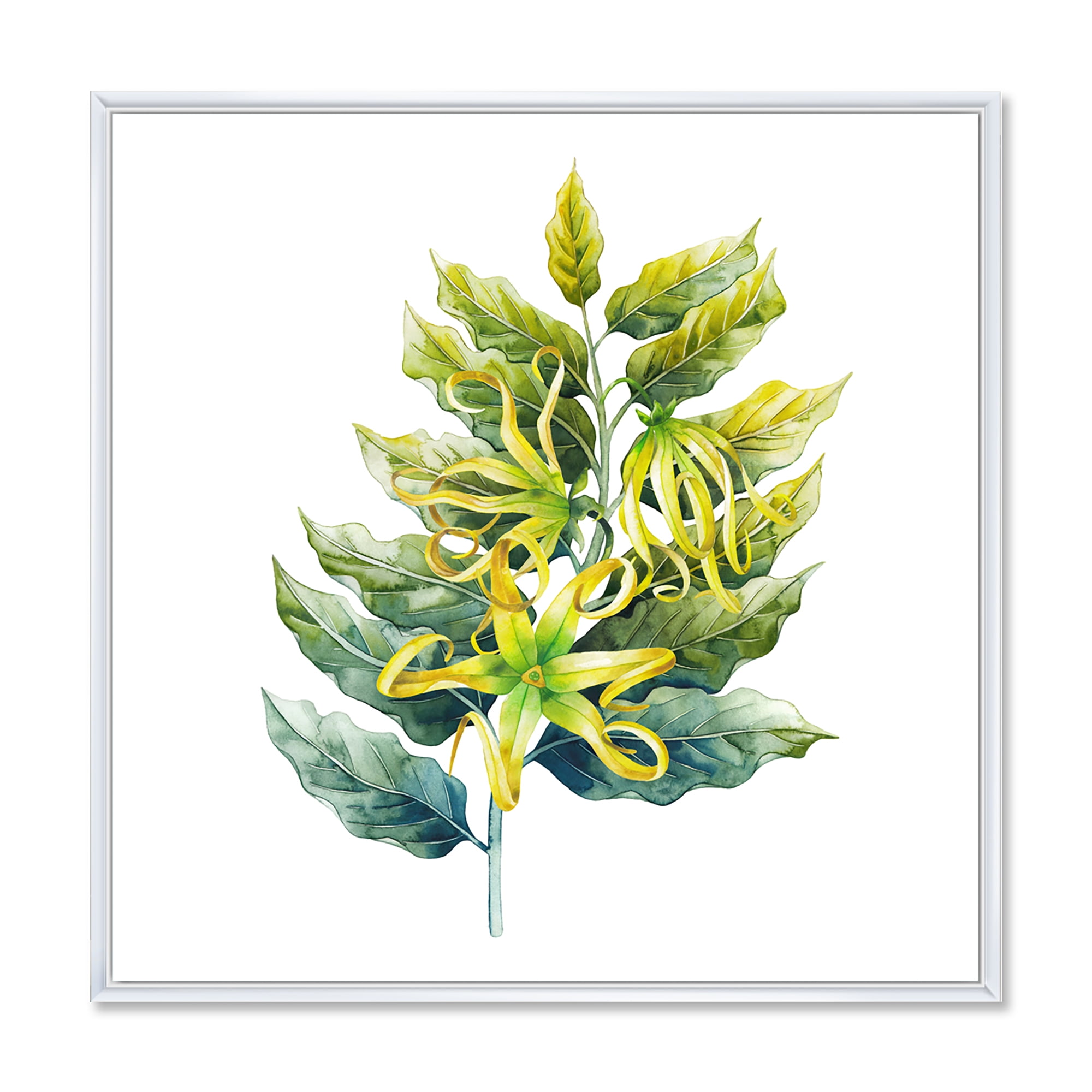 Ylang Ylang Flower On White 36 in x 36 in Framed Painting Canvas Art Print, by Designart