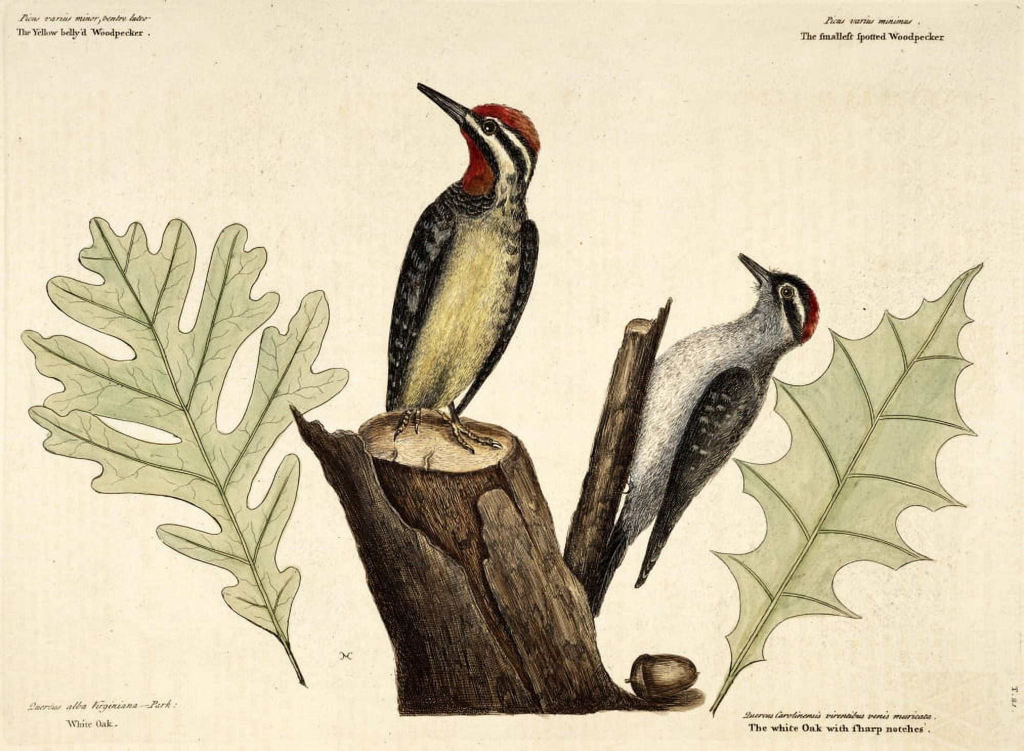 Yllw Woodpecker Canvas Art - Mark Catesby (24 x 36)