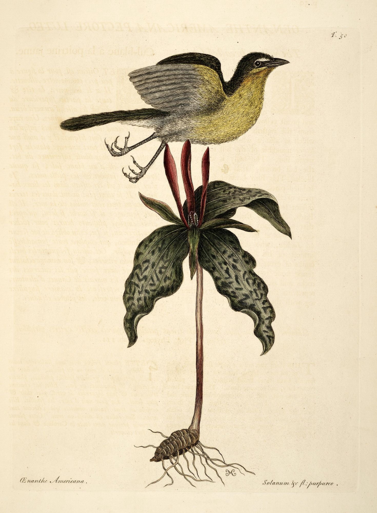 Yllw-breasted Chat Canvas Art - Mark Catesby (24 x 36)