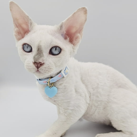 YokoKat Cat Kitten Collar Adjustable Cat Heart Charm Collar Blue Size Small