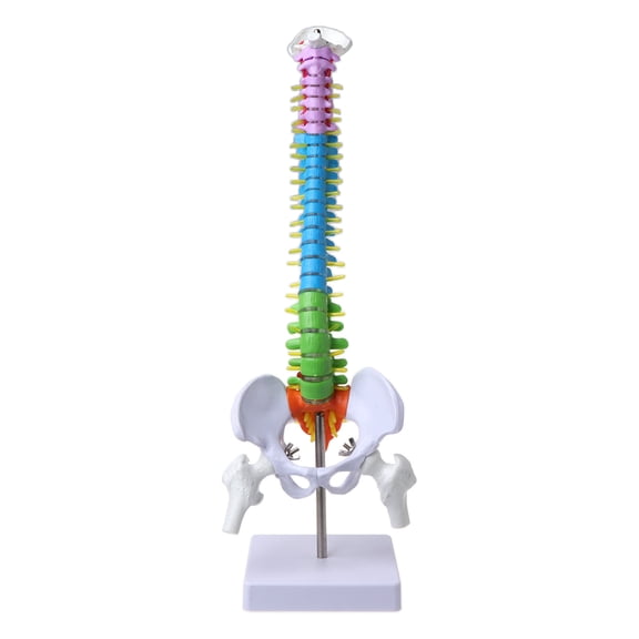 Yokua 45cm Removable Human Spine Model Spinal Column Vertebral Lumbar Curve Anatomical
