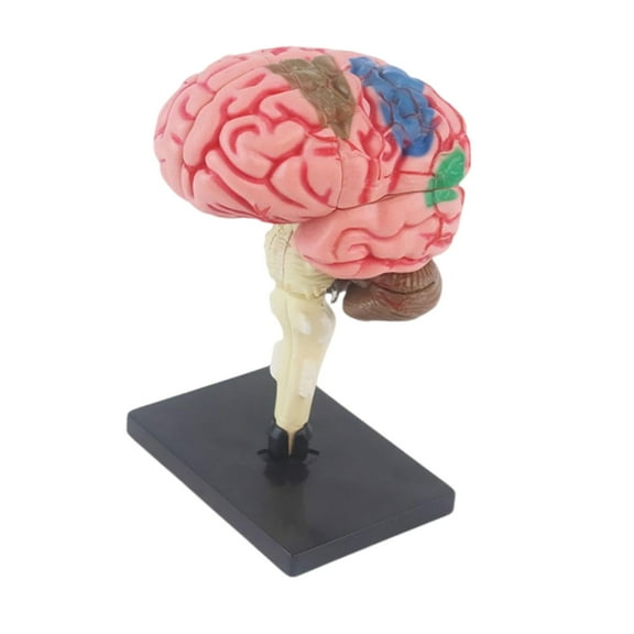 Yokua Human Brain Organ Model Children Early Teaching Toy Human Brain Anatomy Model