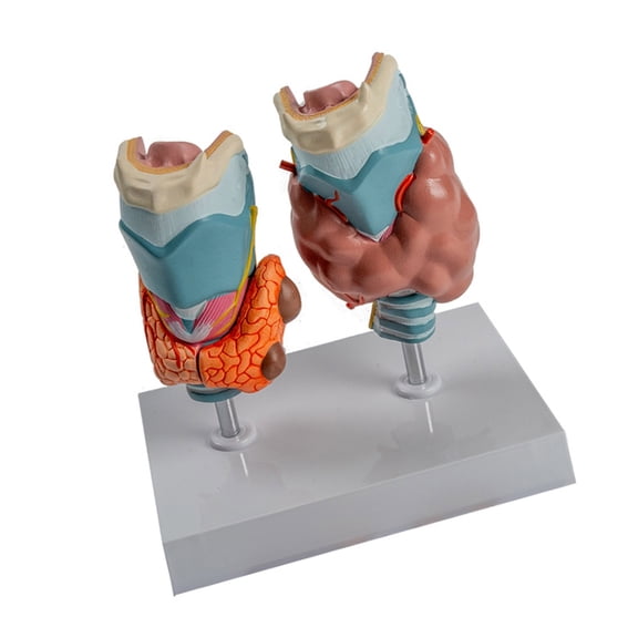 Yokua Human Pathological Thyroid Anatomy Model for Clinical Demonstration
