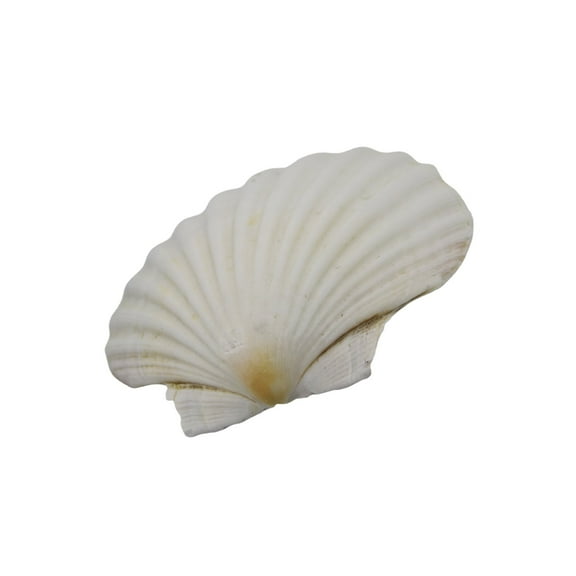 Yokua White Scallops Shell for Art Projects and Unique Wedding Embellishments