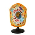 thumbnail image 1 of YongCo Anatomical Animal Cell Model With Removable Parts Classroom Demonstration Tool Biology Teaching Aid For Science Labs, 1 of 8