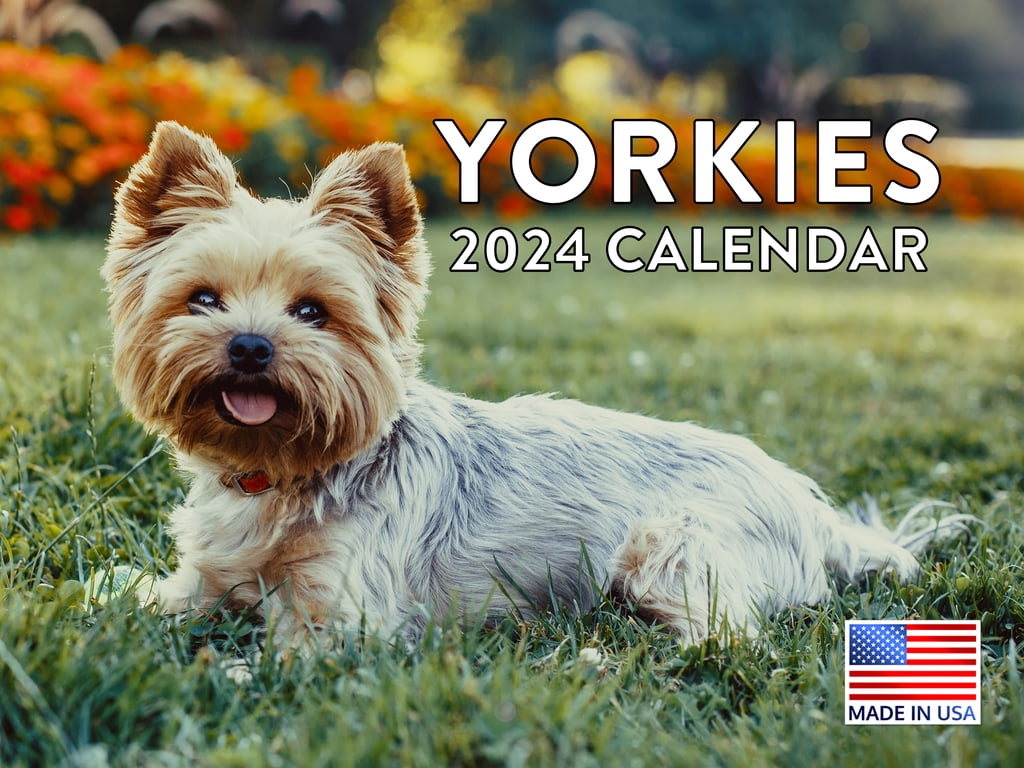 Yorkie Dog Breed 2024 Wall Calendar Yorkie 2024 Calendar 6f9cb0a8 182f 4c2d 99a7 C761105e2e76.8e4792051ab9d60a1d58c4de0076c9e0 