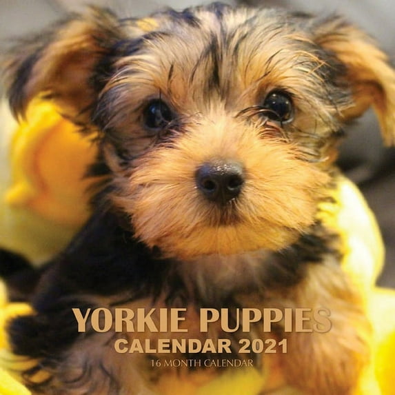 Yorkie Puppies Calendar 2021 : 16 Month Calendar (Paperback)