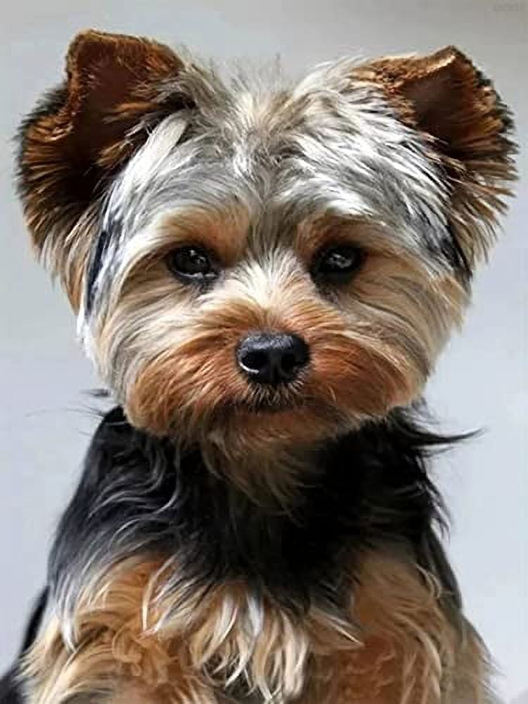 Yorkie Yorkshire Terrier Dog Jigsaw Puzzle for Adults 500 Pieces Fun