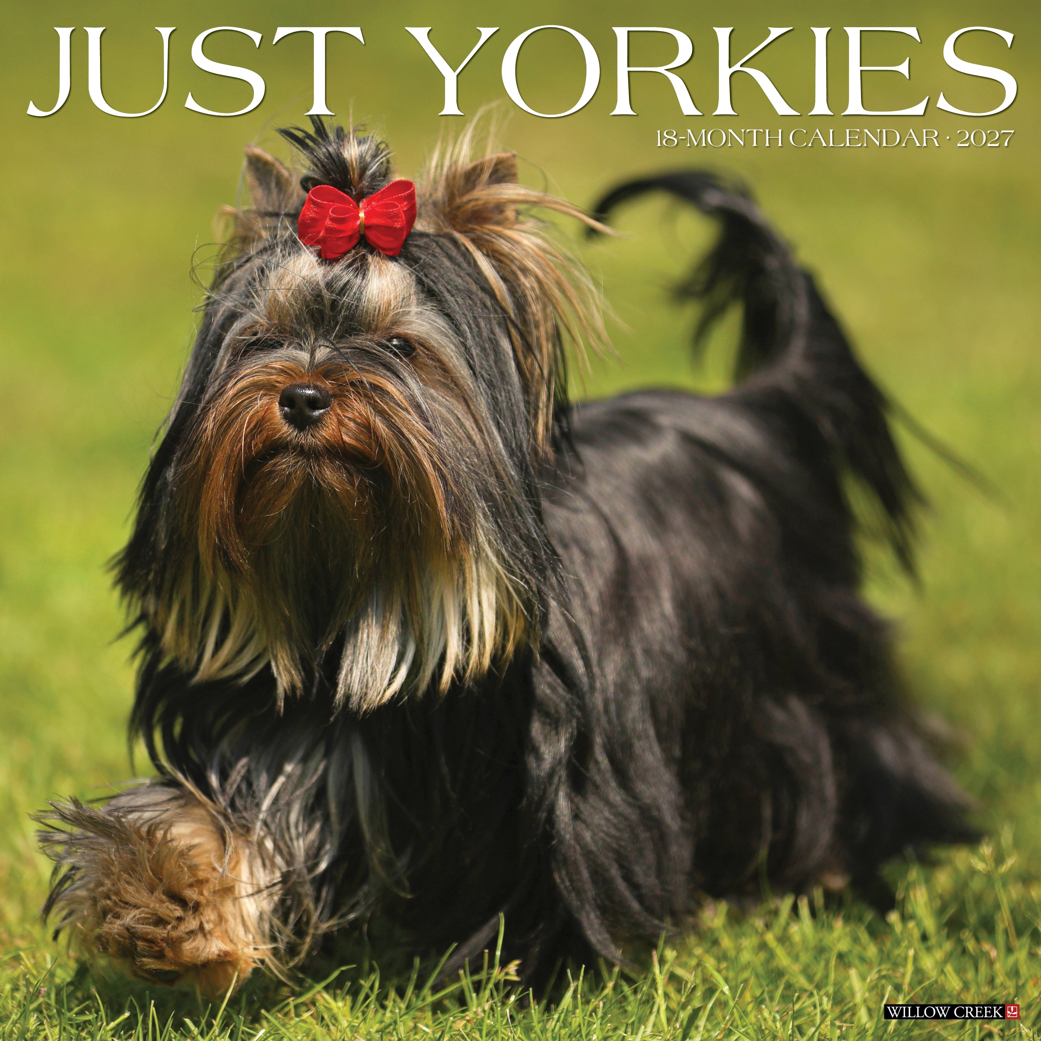 Willow Creek Press, Yorkies 2027 Wall Calendar