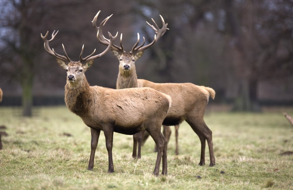 Yorkshire England Deer Standing In A Field Canvas Art - John Short Design Pics (34 x 22)