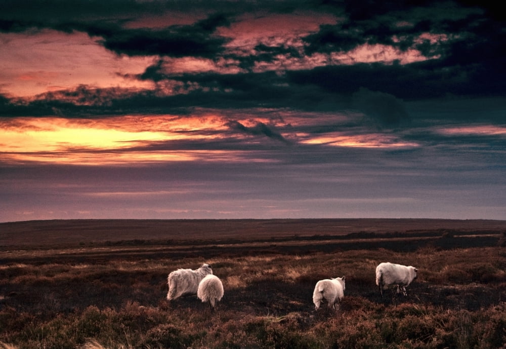 Yorkshire England Sheep In Meadow Canvas Art - John Short Design Pics (17 x 12)