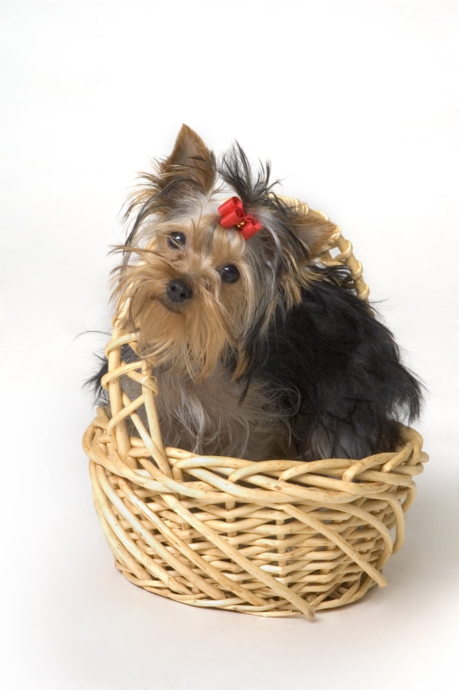 Yorkshire Terrier Puppy Canvas Art - Corey Hochachka Design Pics (11 x 17)