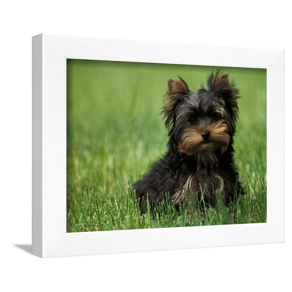 Yorkshire Terrier Puppy Sitting in Grass, Framed Art Print Wall Art by Adriano Bacchella Sold by Art.Com