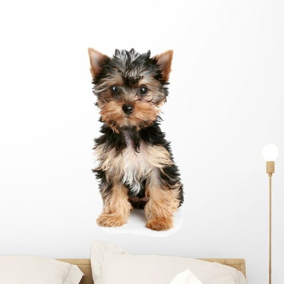 Yorkshire Terrier Puppy White Wall Decal by Wallmonkeys Peel and Stick Graphic (24 in H x 16 in W) WM134524