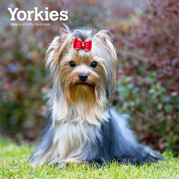Yorkshire Terriers 2026 12x24" (Hanging) Wall Calendar | Plastic-Free | BrownTrout