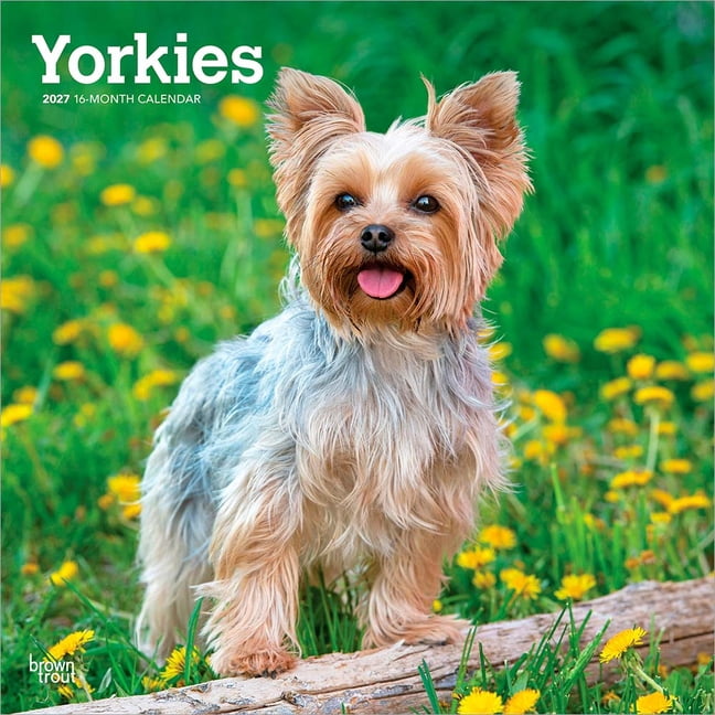 Yorkshire Terriers 2027 12 X 24 Inch (Hanging) Monthly Square Wall Calendar Plastic-Free, (Paperback)