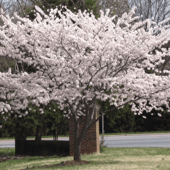 Yoshino Cherry Blossom Tree Plant, 2.5 Inch Pot, 6 to 12" Tall Cherry Flower Starter Plant