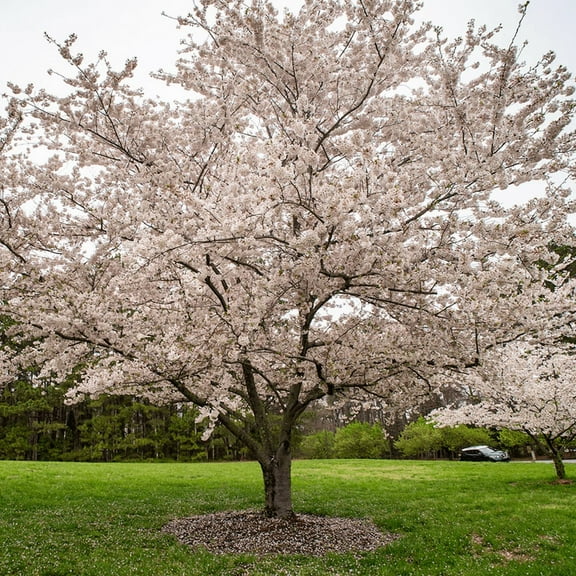 Yoshino Cherry Tree, Dormant Tree, Pink White Cherry Blossom Plant Live 6 to 10'' for Planting, No Ship to HI, AK, PR