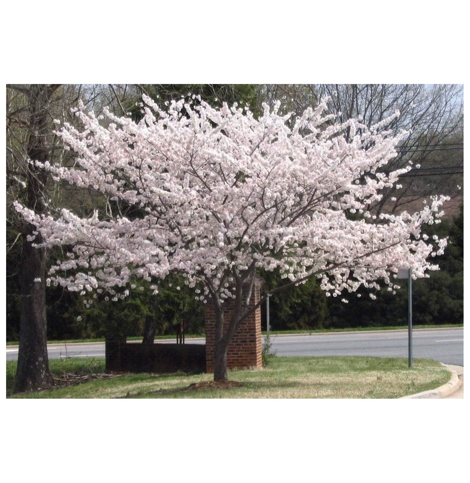 Yoshino Flowering Cherry Tree Live Plant 612” Tall Seedling 3