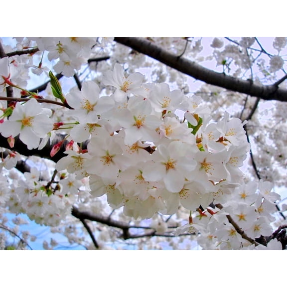 Yoshino Flowering Cherry Tree Live Plant 6-12" Tall in 2.5" Pot- Yoshino Cherry Tree- Ornamental Tree- Fragrant Flower Plant- Outdoor Garden