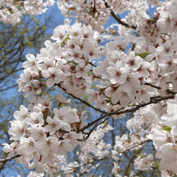 Yoshino Flowering Cherry Tree for Planting 7-11 Inches