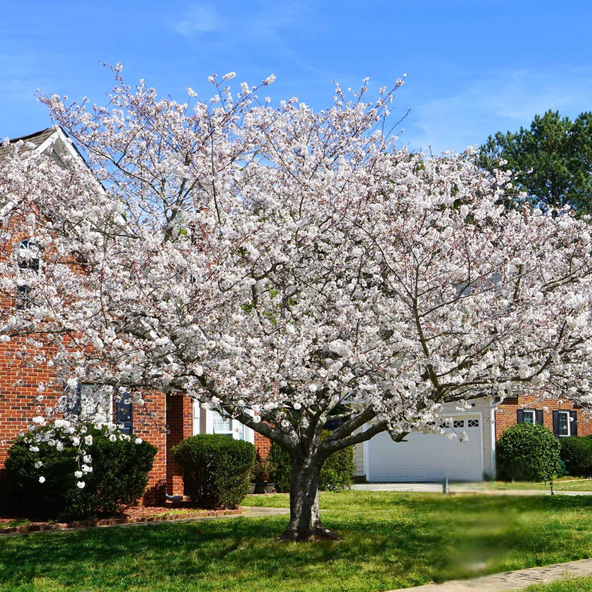Yoshino Flowering Cherry Tree - Walmart.com