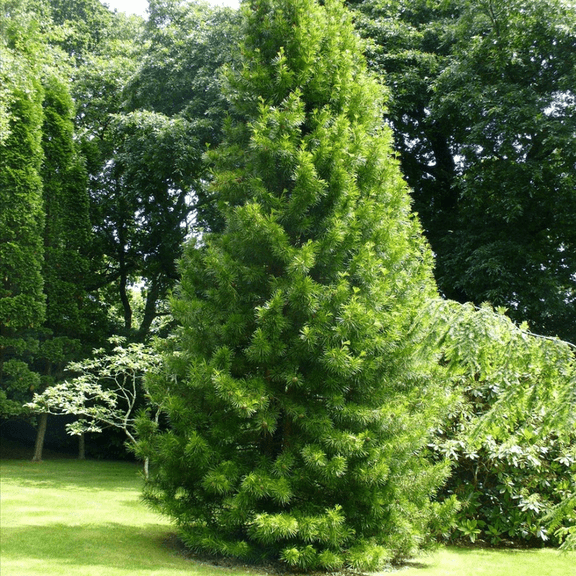 Yoshino Japanese Cedar Plant, Cryptomeria Yoshino Live 6''Tall, Suitable for Planting Outdoor