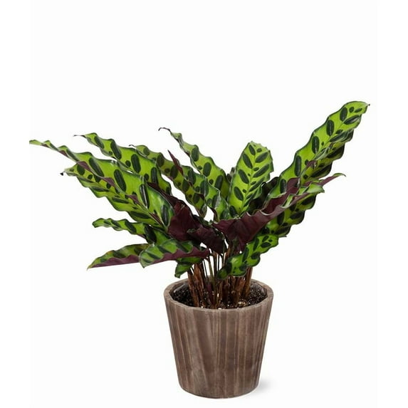 From You Flowers - Rattlesnake Calathea Potted Plant in Natural Wood for Birthday, Anniversary, Get Well, Congratulations, Thank You, All Occasions