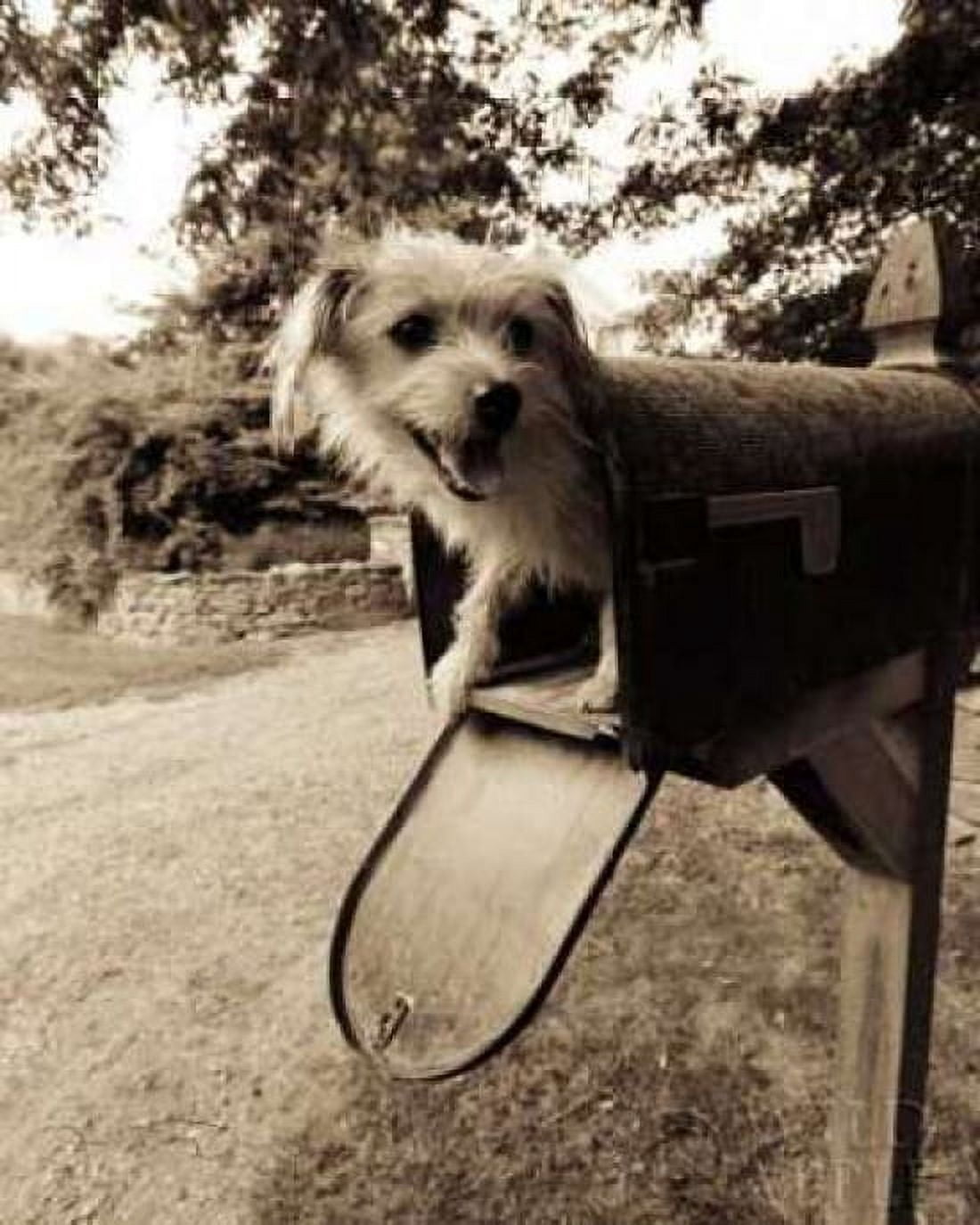 You ve got mail Canvas Art - Jim Dratfield (24 x 30)