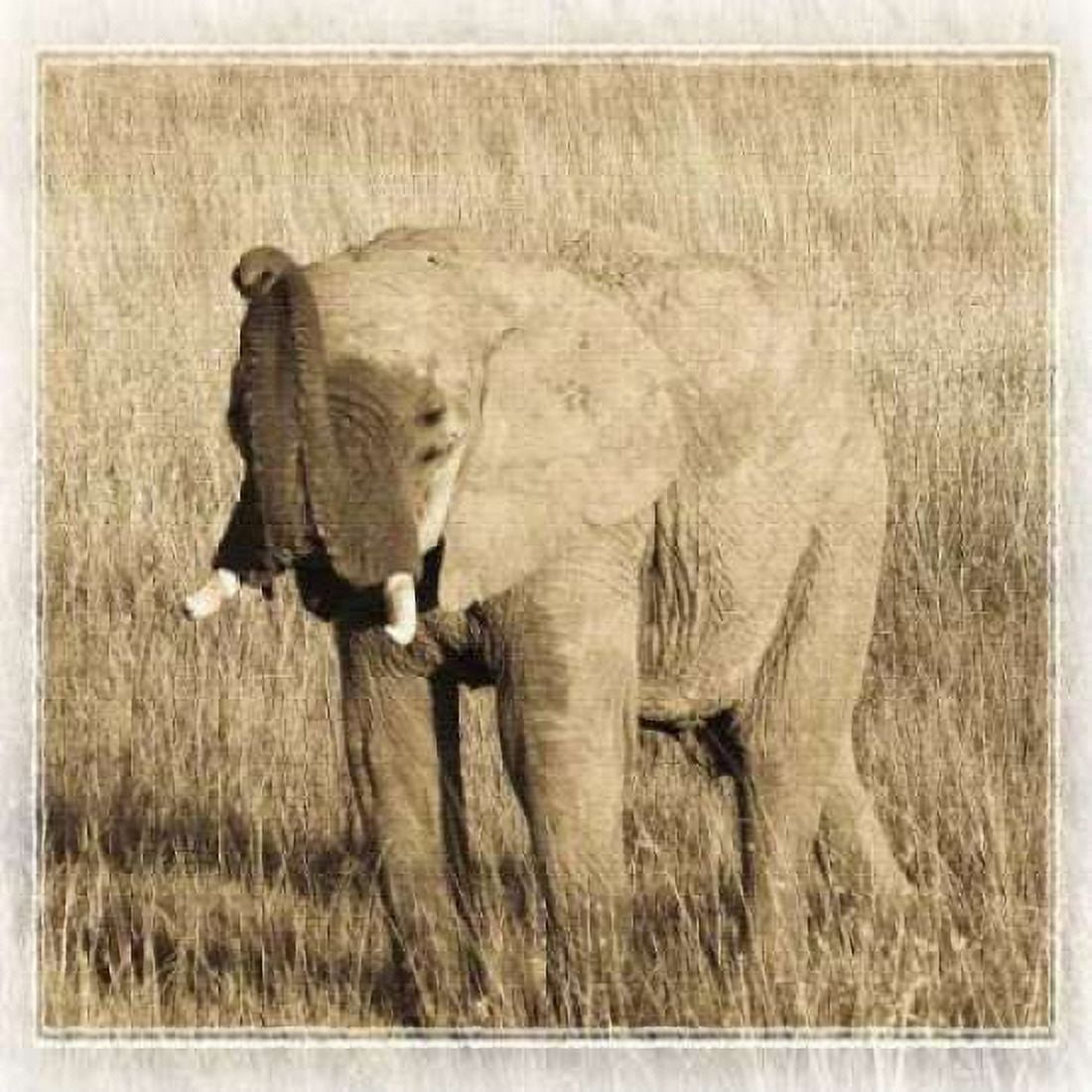 Young Africa Elephant Canvas Art - Susann Parker (24 x 24)
