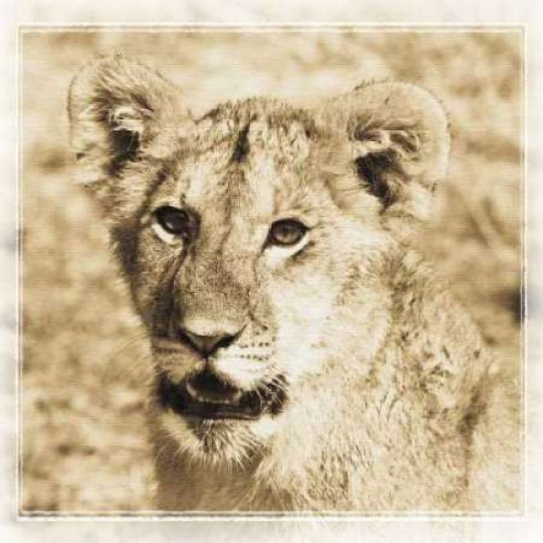 Young Africa Lion Canvas Art - Susann Parker (24 x 24)