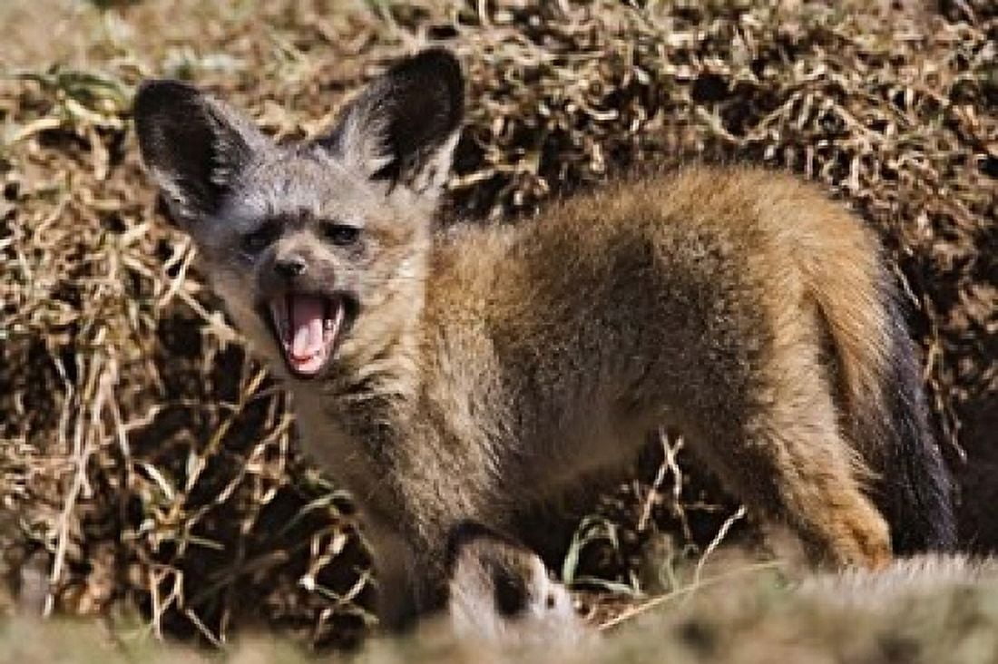 Young Bat-eared Foxes Masai Mara Kenya Canvas Art - Adam Jones DanitaDelimont (35 x 24)