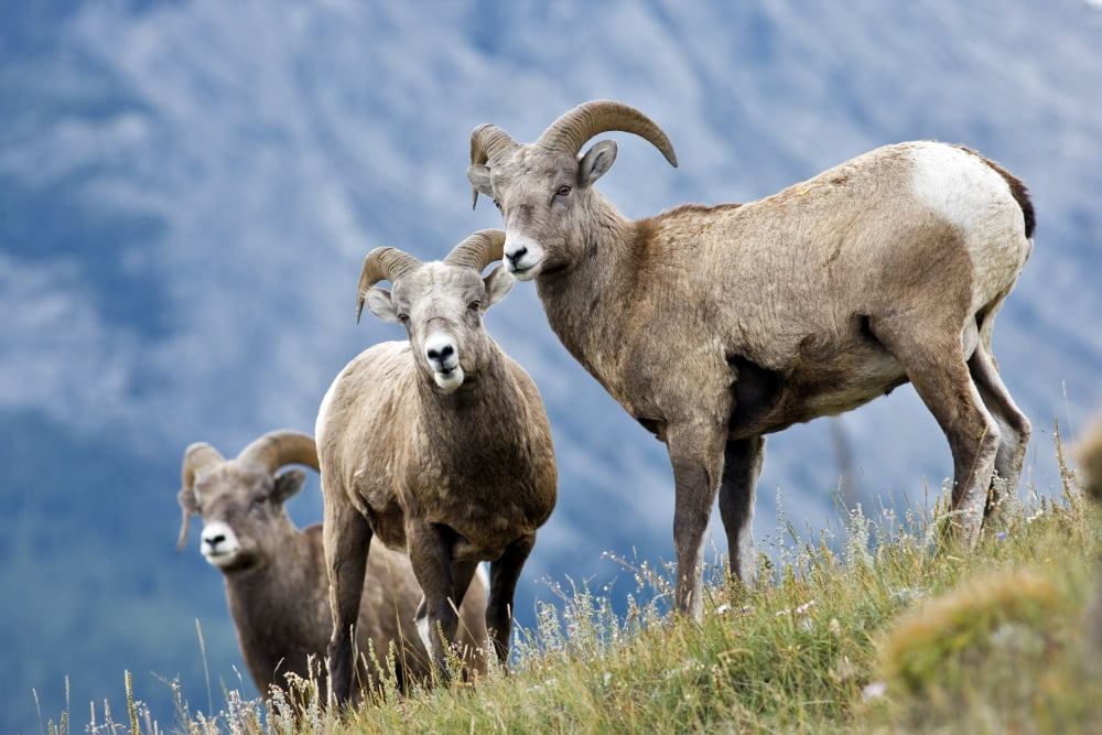 Young Bighorn Sheep Windy Point Kootenay Plains Alberta Canada Canvas Art - Darwin Wiggett Design Pics (17 x 11)