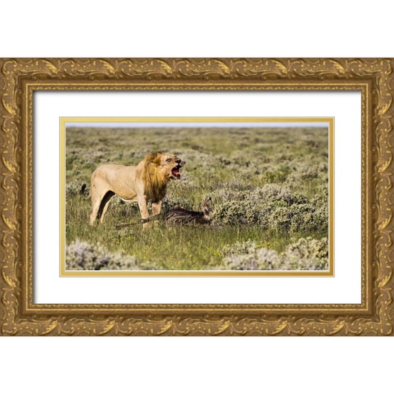 Young, Bill 14x10 Gold Ornate Wood Framed with Double Matting Museum Art Print Titled - Namibia, Etosha NP Male lion roars over carcass